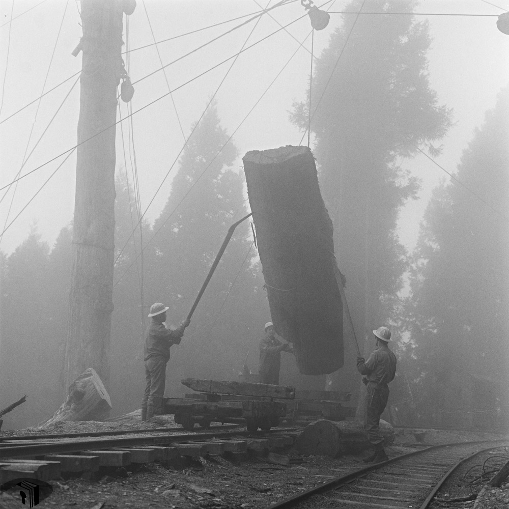 圖1 太平山林場工人在濃霧中裝載原木