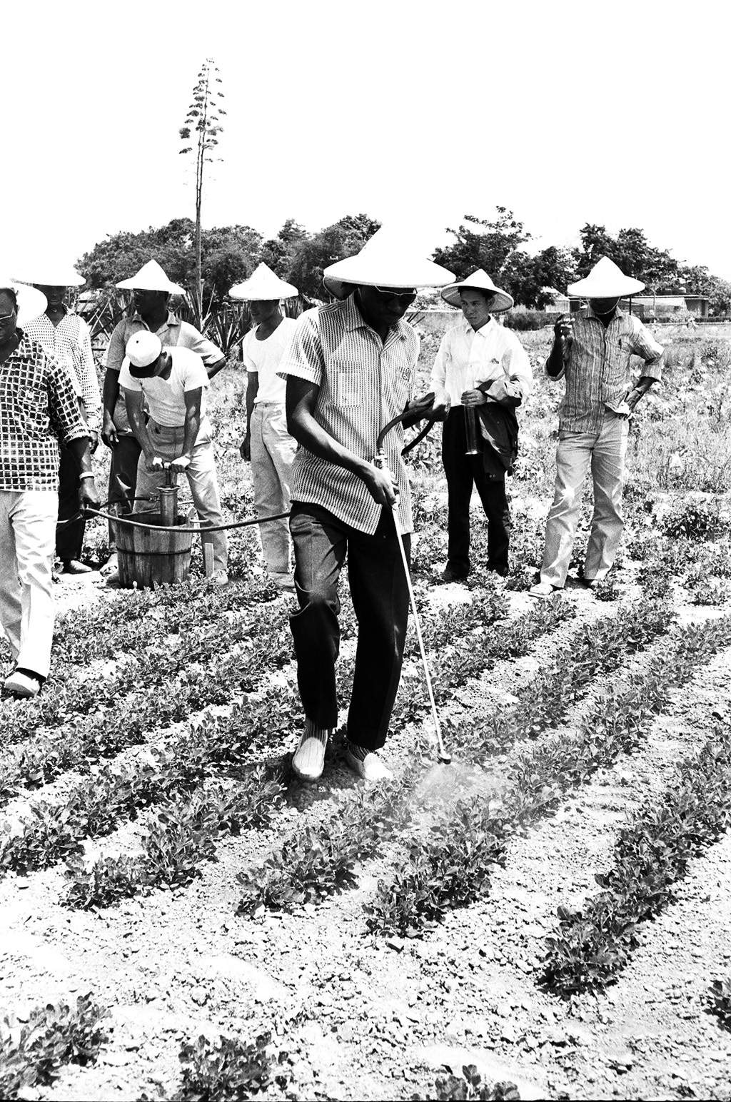 圖12 非洲人員在臺灣學習蔬菜農業噴灑技術