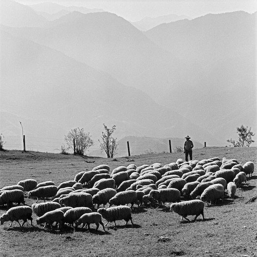 圖6 清境農場牧羊人驅趕羊群們吃草
