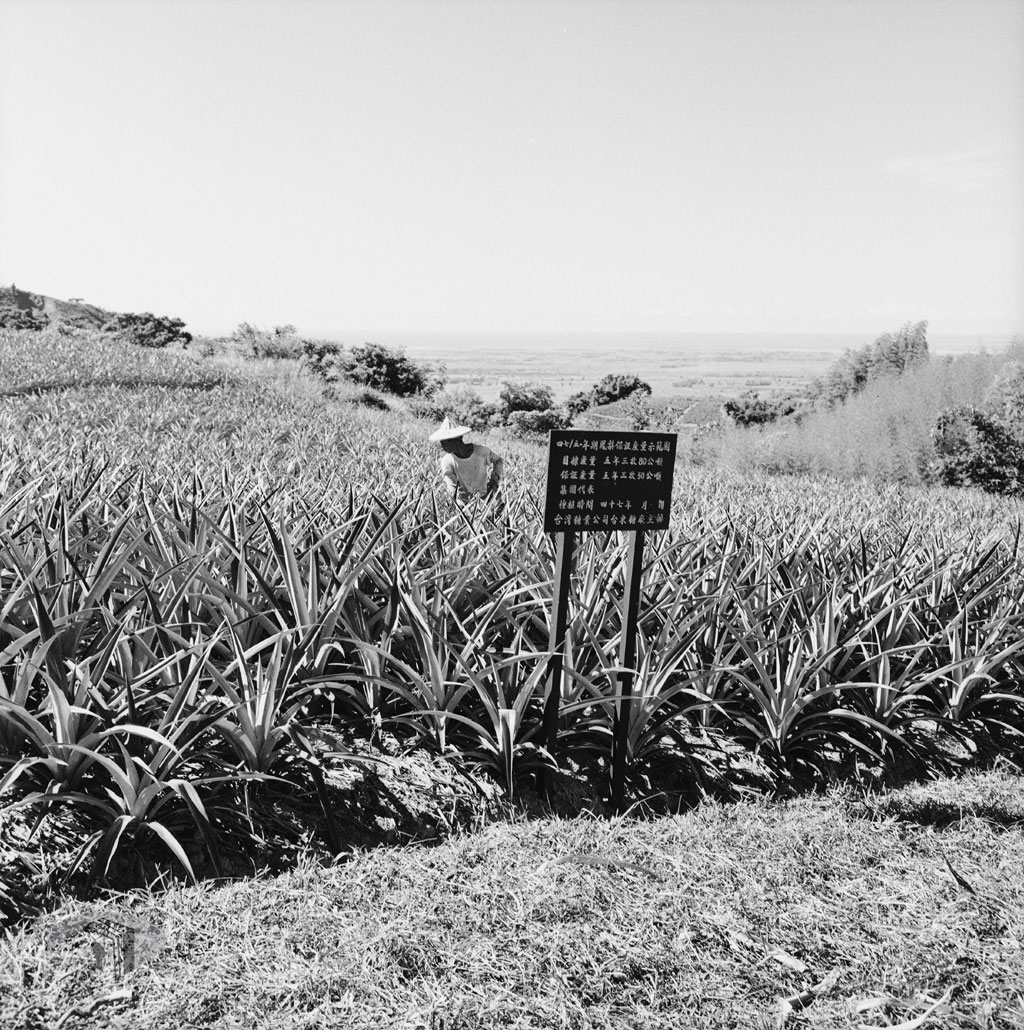 圖12 1959年臺東鳳梨種植示範區