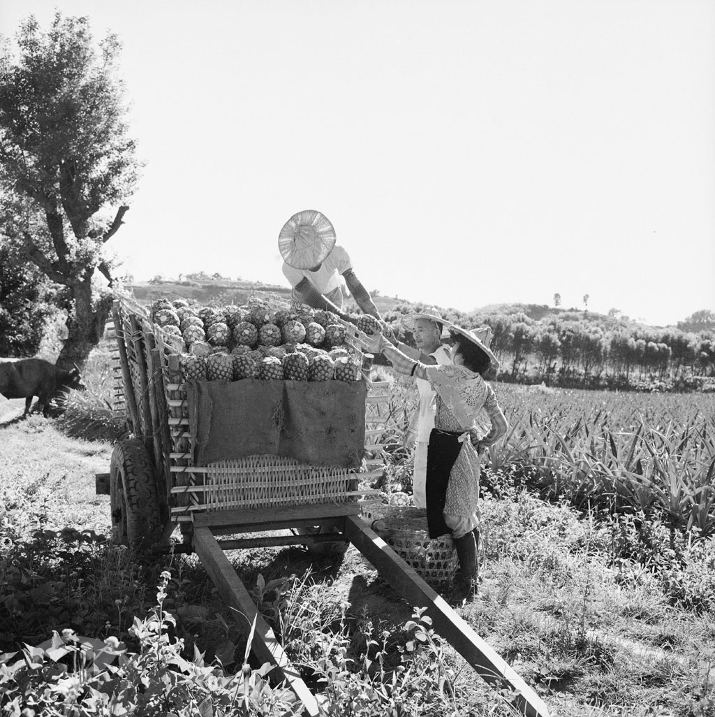 圖13 1959年農民採收鳳梨堆上牛車