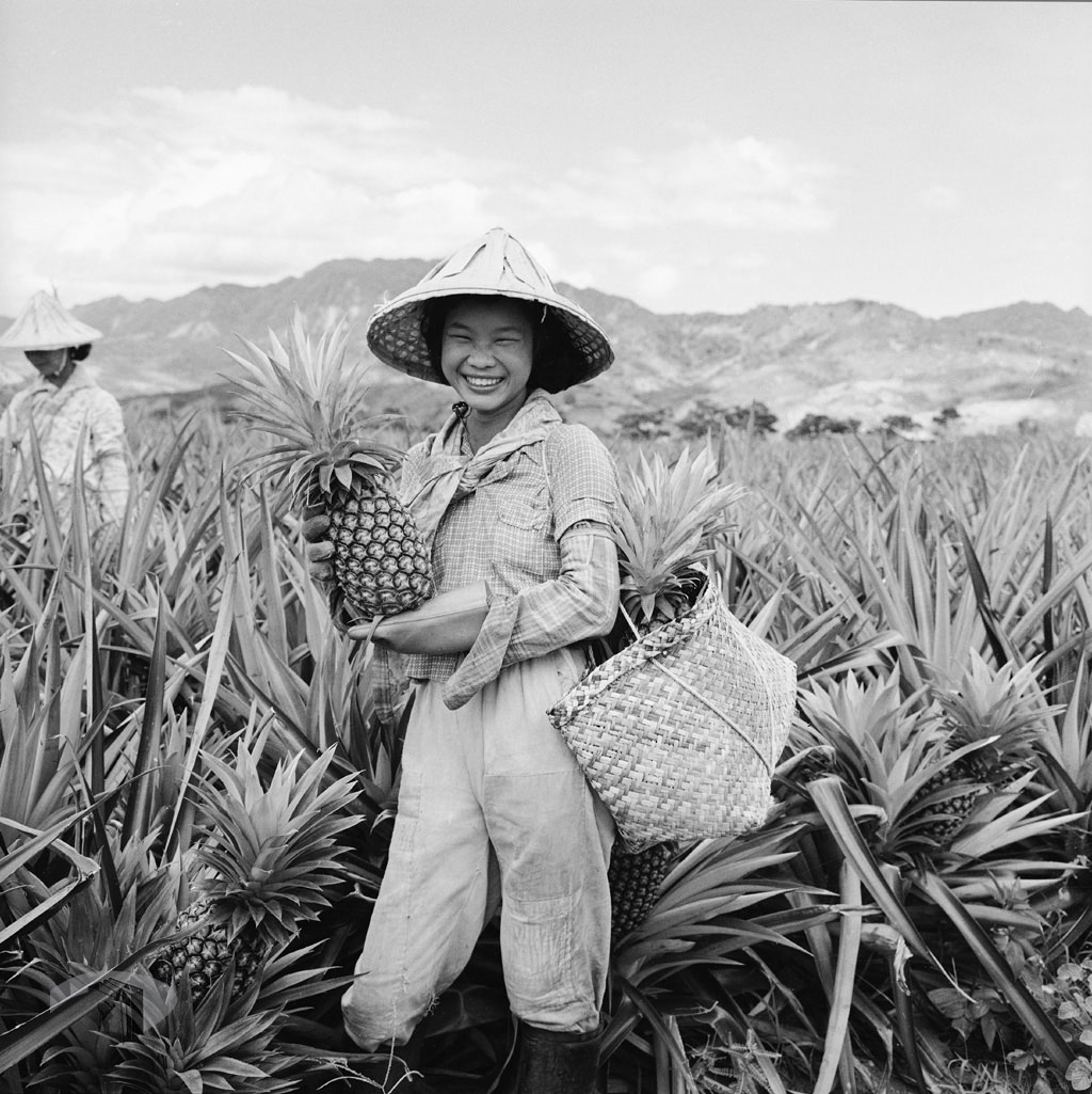 1959年台東糖廠鳳梨工廠製造鳳梨罐頭生產線