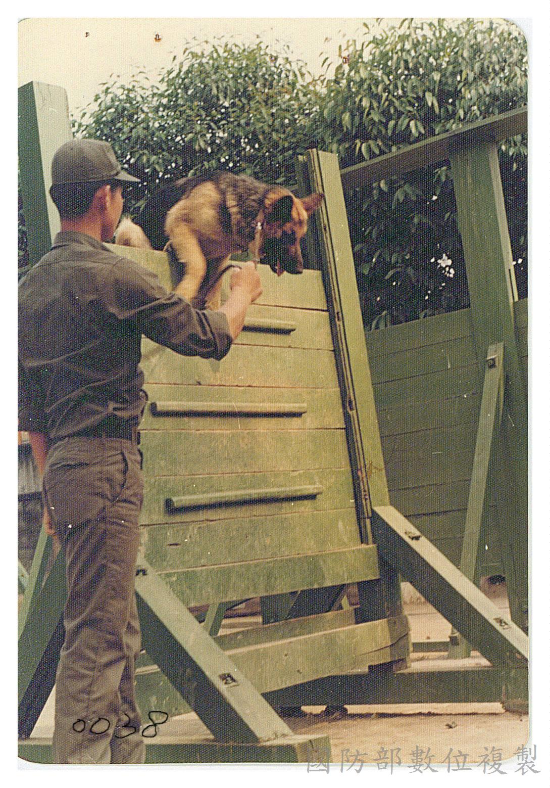 圖3-軍犬大多採用狼犬