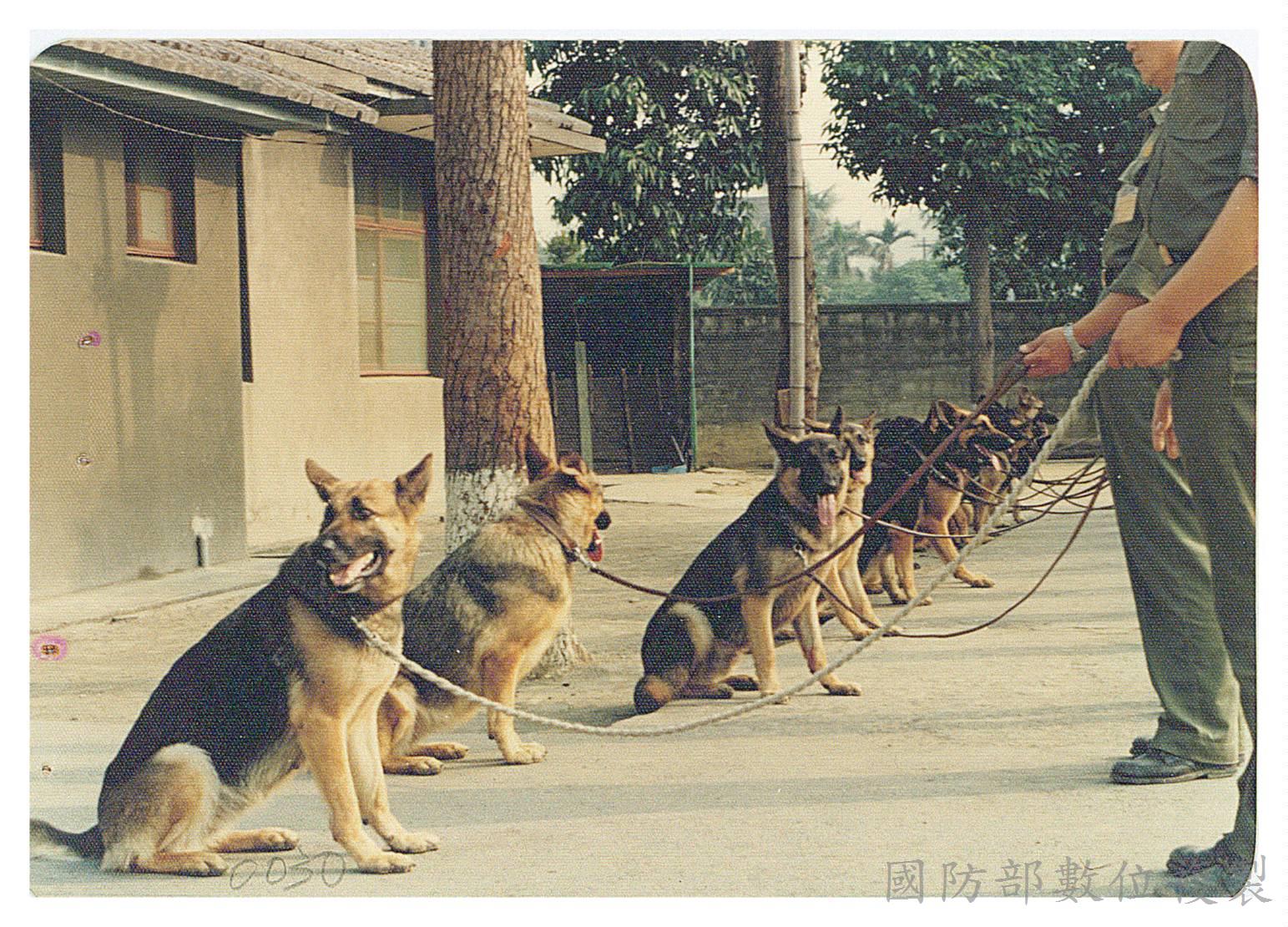 圖4-軍犬大多採用狼犬