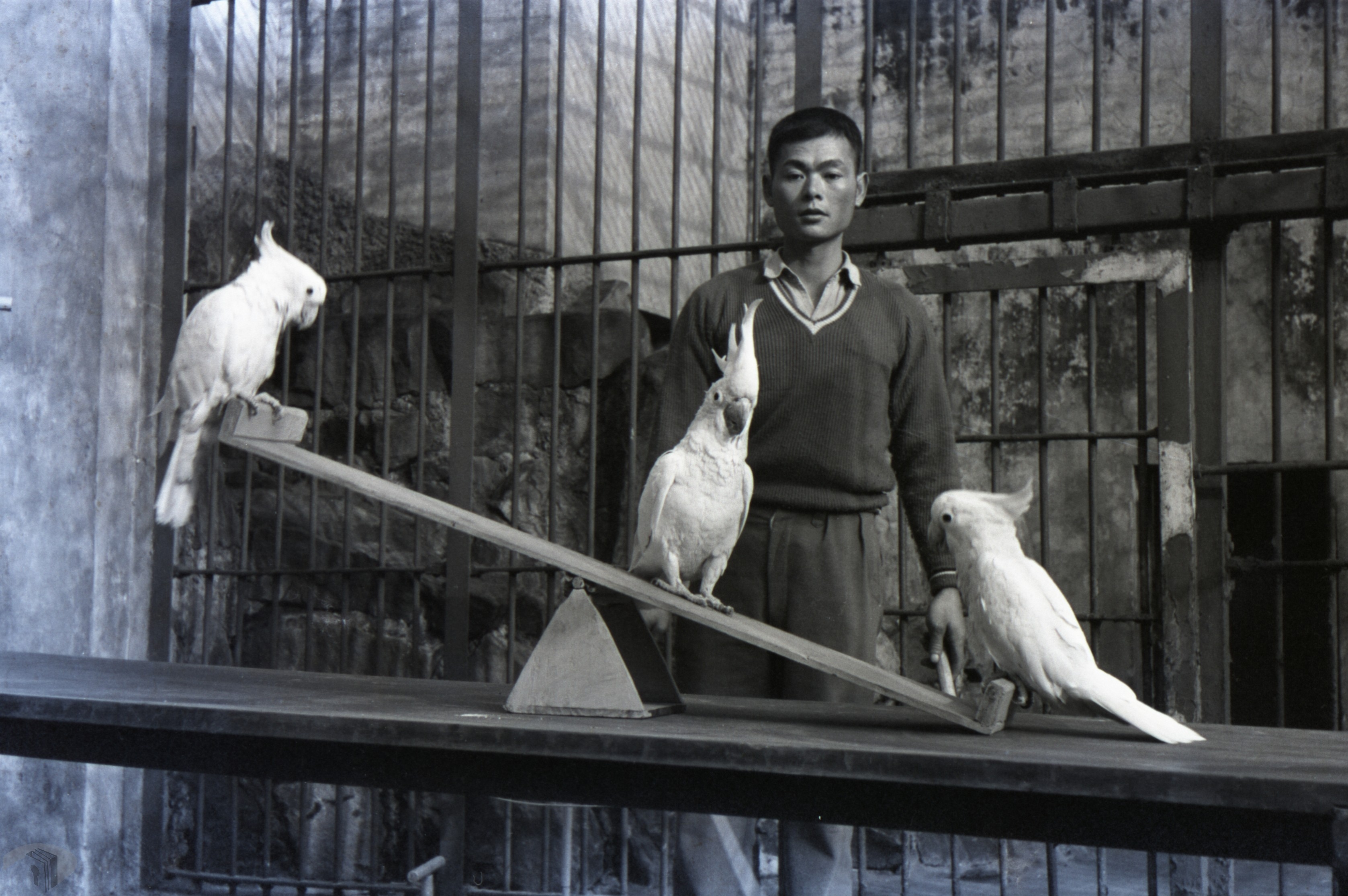 01 1963年在圓山動物園定點舉行的動物表演1963年在圓山動物園定點舉行的動物表演