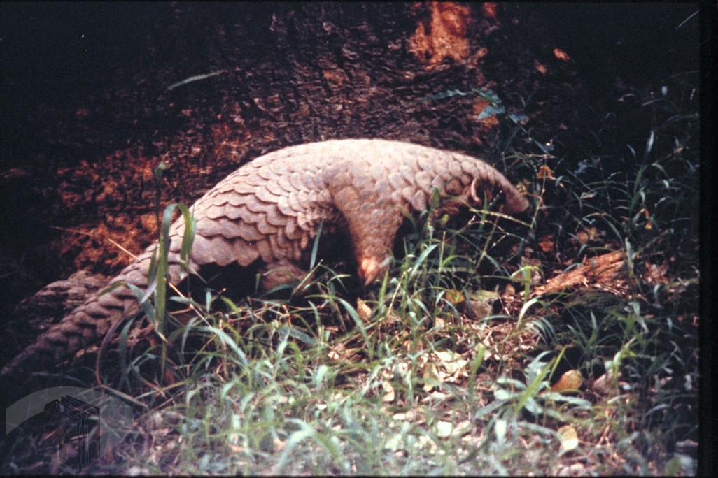 17 穿山甲