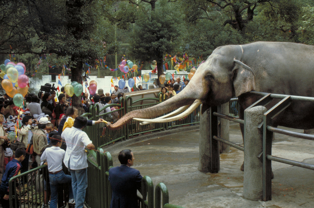 刊頭 臺北市立動物園為大象林旺過生日