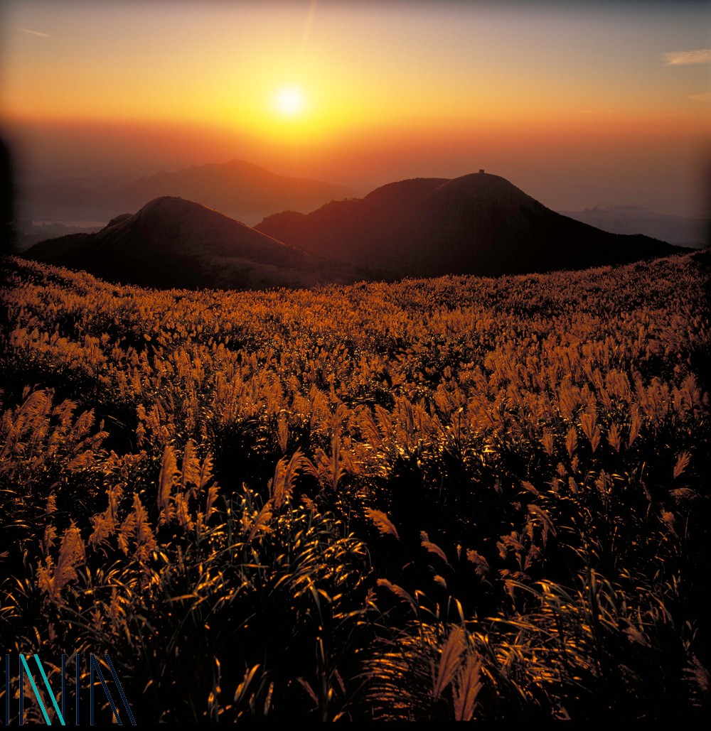 02 大屯山菅芒